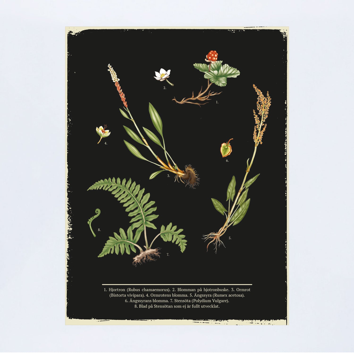 POSTER PLANTS